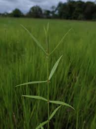 Image result for Oldenlandia lancifolia