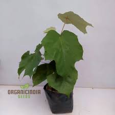 Image result for Pterospermum acerifolium