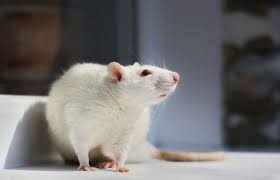Animals In Research Rats Rats Have A Long History In Medical Research They Were The First Mammalian Species Specifically Domestic Animals Rats Animal Fails