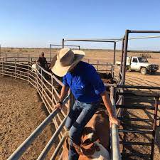 Ringers Western On Instagram Outback Work Shirts Westerns