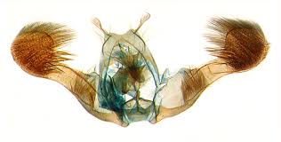 Image result for Rothmannia macrosiphon