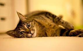 kedi ciftlesmesi kedi ciftlesmesi ne kadar surer miyhav com