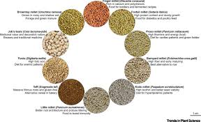 Millet seed varieties are most commonly grown for quail, turkey, ducks, pheasants, exotic birds and other wildlife in food plots. Small Millets For Enduring Food Security Amidst Pandemics Trends In Plant Science