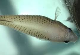 The result of betta dropsy is fluid building up. Struggling With Dropsy How To Treat Dropsy Fast Fishkeeping Advice