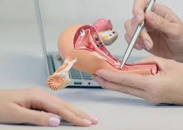 Doctor explaining female pelvic anatomy with a uterus model during consultation