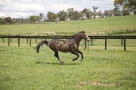 Image result for horse running in a field