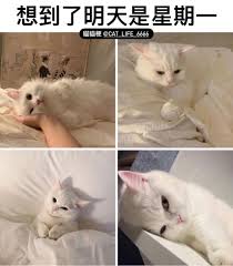 12 8k 個讚 46 則留言 instagram 上的貓貓梗 cat life 6666 不經悲從中來 譯 貓貓梗 貓貓 貓咪 貓 cat life 6666 yourdaddy8877 instagram animals life