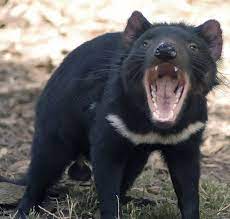 El demonio de tasmania se encuentra entre los animales en peligro de extinción del planeta tierra. Como La Lucha Contra Un Tumor Infeccioso Salvo Al Demonio De Tasmania