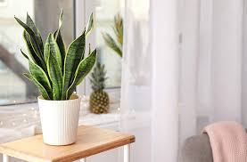 There are more than 130 types of snake plants. Everything You Want To Know About The Snake Plant Lolaflora Blog