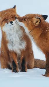 Lissa browning, een medewerker van de cincinnati zoo & botanical garden, filmde de twee schattige diertjes terwijl ze buiten rond dartelden na een recente sneeuwstorm in de staat ohio. Kissssssss Foxes Fox Cute Animals Cubs Cutie Wow Lol Gift Gifts Shirt Foxy Furry Animal Fuchs Fuchse Schattige Dieren Dieren Schattigste Dieren