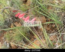 Image result for Gladiolus crassifolius