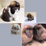 Image result