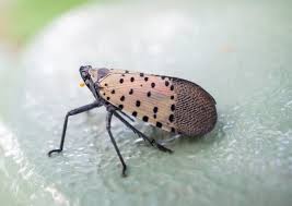 Since then, the spotted lanternfly has spread to new jersey and several other surrounding. Has The Spotted Lanternfly Crossed The Susquehanna River Pennlive Com