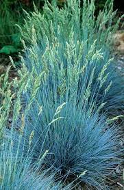 Festuca Blue Fox Grasses Garden Plants Blue Fescue