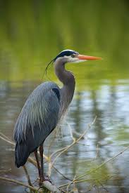 Bird Photography Tips For Beginners Pet Birds Bird Photography Bird