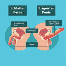 Der Steife Penis Alle Harten Fakten Bravo