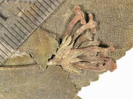 Image result for Lantana moldenkei