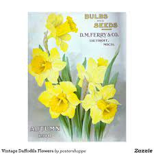 Vintage Daffodils Flowers Postcard Daffodil Flower October Flowers Daffodils