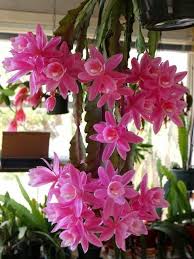 If i don't know how to do something myself, i can probably learn. German Empress2 By Maurice Grout On Flickr Orchid Cactus Rare Orchids Beautiful Flowers