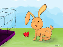 When you first introduce your rabbit to the space, show him/her the location of the box. How To Litter Train A Rabbit Litter Training Bunny Mom Litter