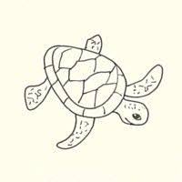 Draw A Sea Turtle In 3 Easy Steps Turtle Drawing Sea Turtle Drawing Turtle Sketch