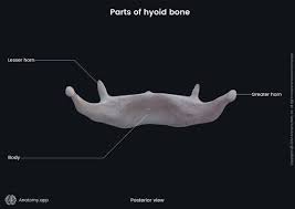 Image result for Hyoid Bone