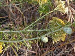 Image result for Helichrysum kraussii