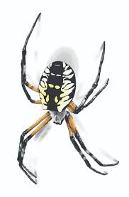 We did not find results for: What Do Garden Spiders Look Like Get Rid Of Spiders Orkin