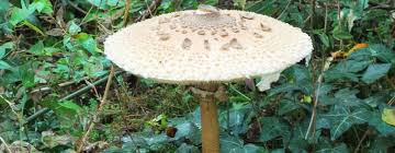 Via fiume montone abbandonato 373a (2,192.67 km) 48124 ravenna, italy. Raccolta Funghi Epigei Nel Parco Regionale Del Delta Del Po Comune Di Ravenna