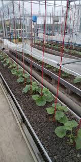 メロン 支柱 立て 方