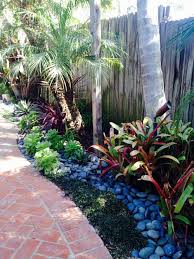 See more ideas about tropical garden design, tropical garden, garden design. All About Rare Plant Uncommon Plant Unique Plant And Others Tropical Plants For Garden Beds