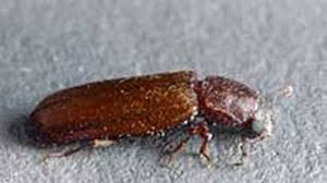 Make sure you sprinkle on more baby powder after each rain. General Insect Identification Elite Exterminating Elite Exterminating
