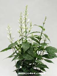 Image result for Whitfieldia brazzae