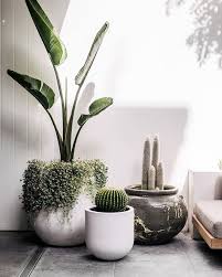 Bird Of Paradise Home Depot Canada Landscapers Landscape Design Company Harrison S Landscaping Sydney Nsw Coogee Potted Plants Outdoor Outdoor Pots Plants