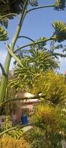 Image result for Agave sisalana