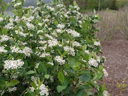 Moreover, you might find berries or catkins (flowering spikes) on some shrubs, which gives them extra appeal. How To Plan A Flowering Hedge Proven Winners