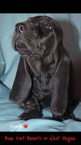 Black And White Basset Hound Puppies For Sale Black Baby Basset Basset Puppies Hound Puppies Basset Hound Dog