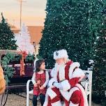 Reindeer in the Park