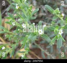 Image result for Euploca strigosa