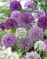 Error Page Not Found Allium Flowers Allium Garden Plants