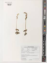 Image result for Holothrix papillosa