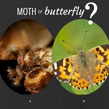 Moth Or Butterfly Can You Tell The Difference Dickinson County Conservation Board