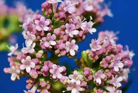 Image result for Valeriana capensis