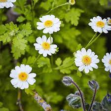 Golden Feverfew Borage Homestead Design Collective Low Water Gardening Edible Landscaping Beautiful Raised Garden Beds