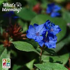 Image result for Plumbaginaceae