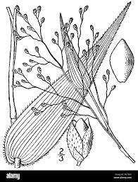 Image result for Panicum hymeniochilum