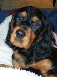 Give a home to this cute puppy. 100 Gordon Setters Ideas Gordon Setter Gordon Dogs