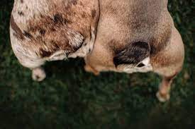 The ancestors of the olde english bulldogge originated in england between 1600 and 1700. How To Clean A Bulldog Tail Pocket According To Vets