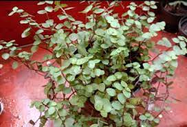 Xplore Xpress Vines Evergreen Plants Plants