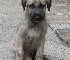 pin auf wolfhound